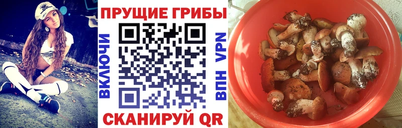как найти закладки Боровичи Галлюциногенные грибы мицелий